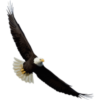 Eagle in flight
